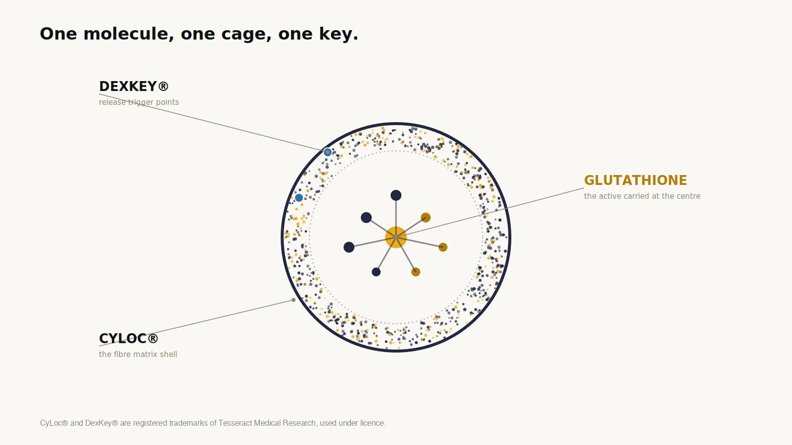 Diagram of a capsule cross-section showing glutathione held at the centre inside a CyLoc fibre matrix shell, with DexKey release trigger points on the outer surface.